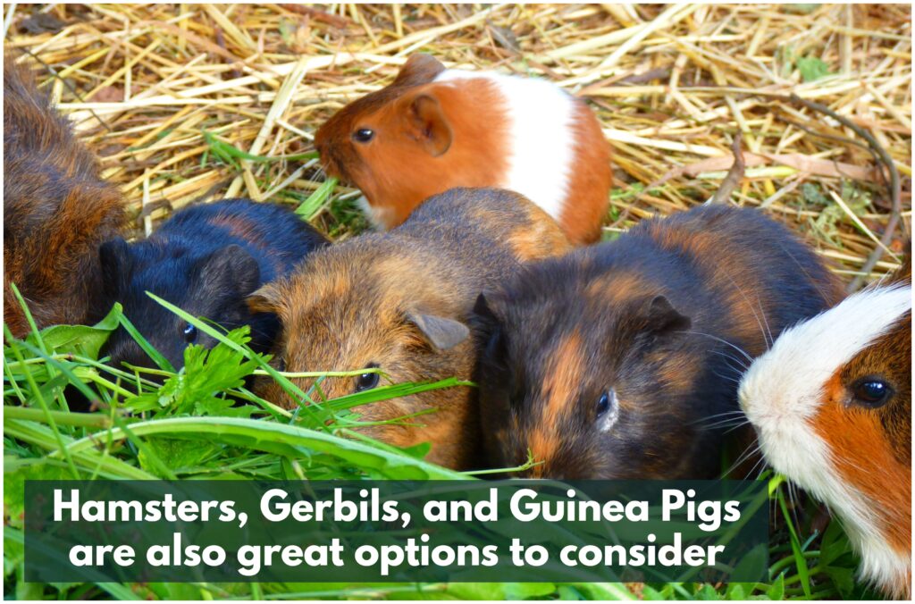 Seniors may want to consider hamsters, gerbils, and guinea pigs as excellent options when choosing the ideal pet for themselves.