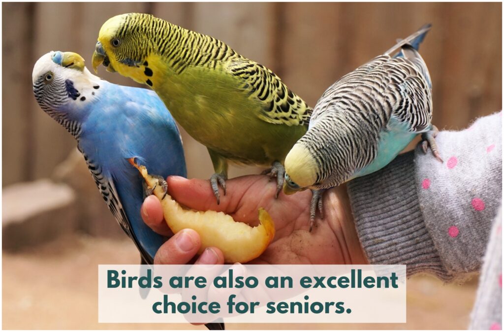 Seniors might consider birds as pets as well.