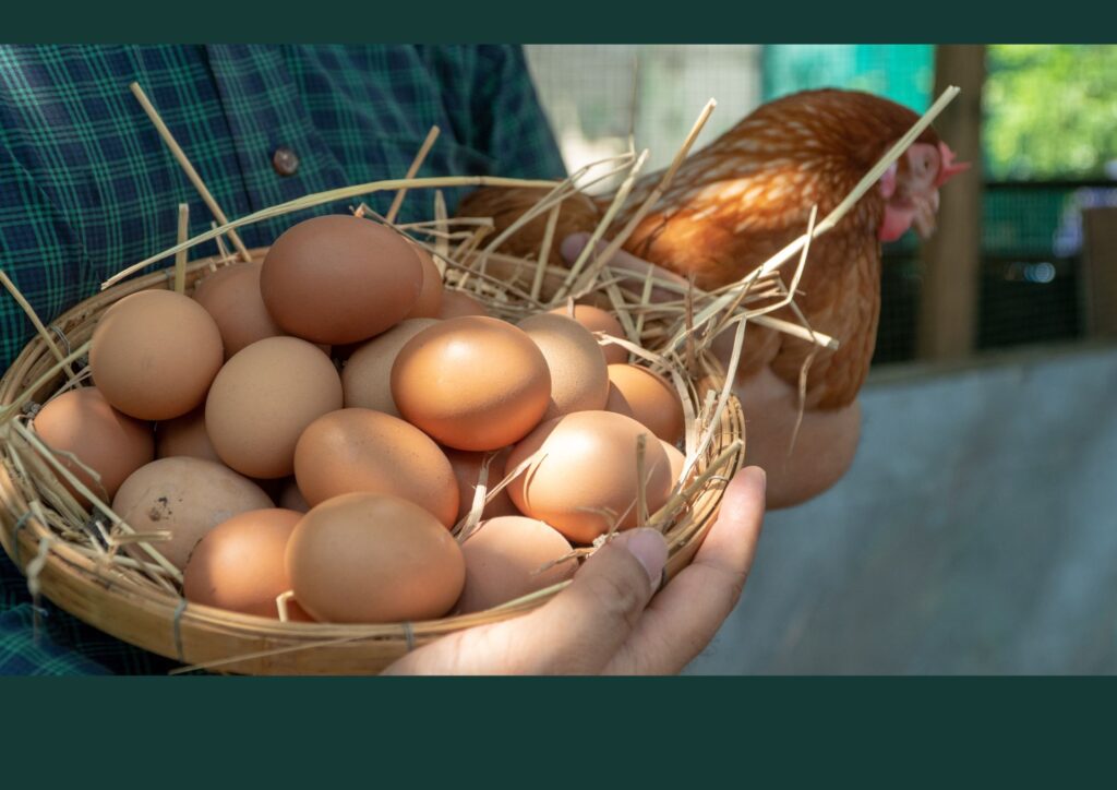 Raising chickens provides the opportunity to obtain fresh meats and eggs.