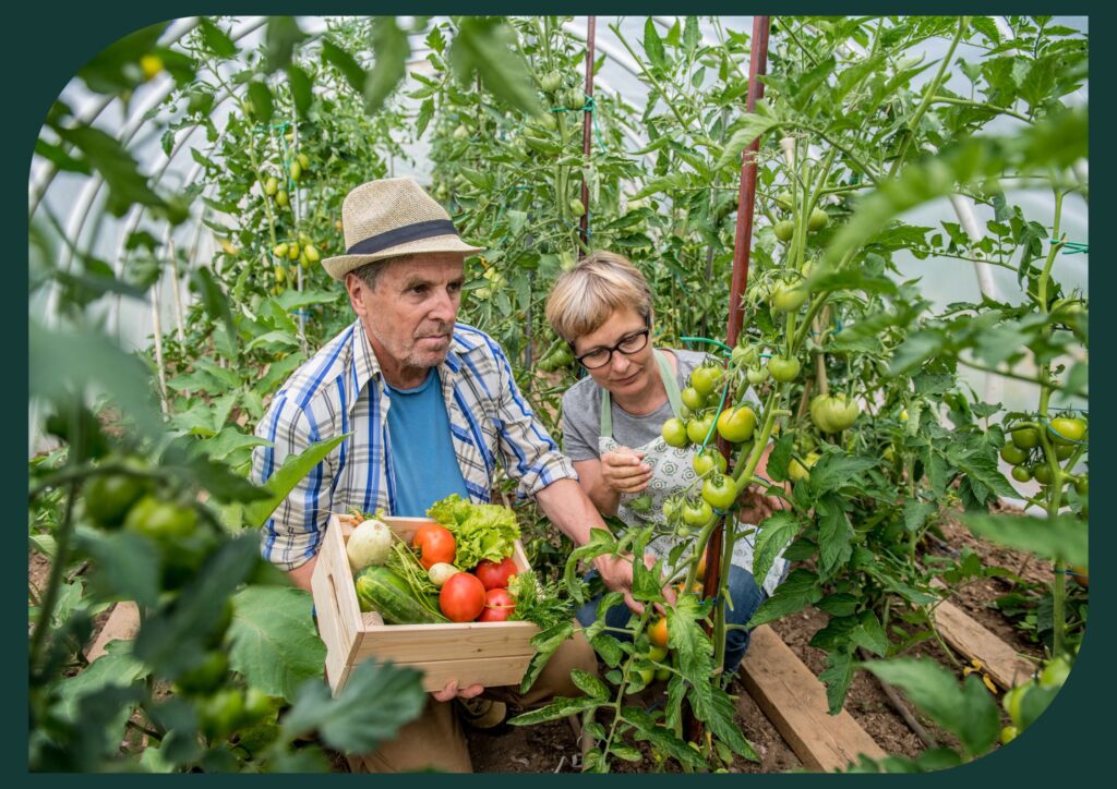Senior gardening offers the chance to grow fresh produce at home, providing a plentiful supply of food.