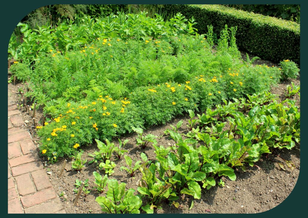 Certain plants when grown together, repel pests and create a protective barrier for crops.