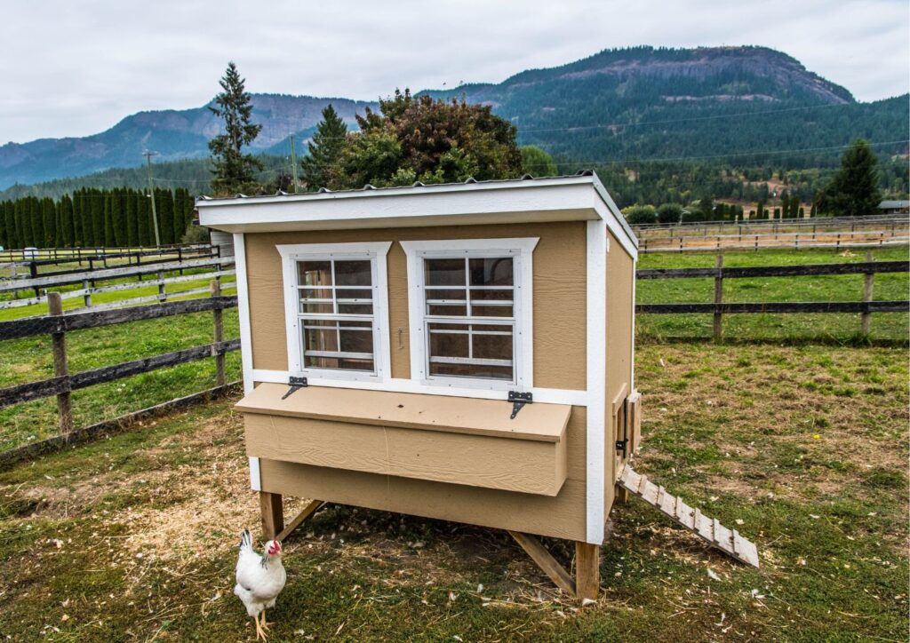 Each chicken requires 2 square feet for comfort and natural behaviour.