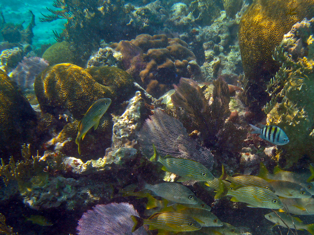 An image of the corals and aquatic life swimming around the Belize Barrier Reef. 