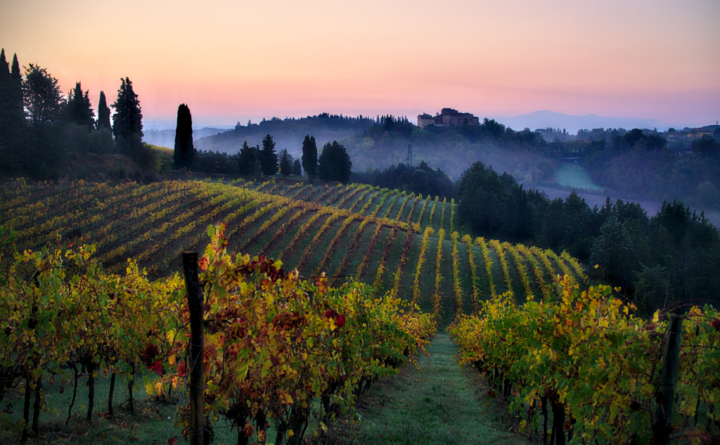 An image of vineyards in a Tuscany country side. 