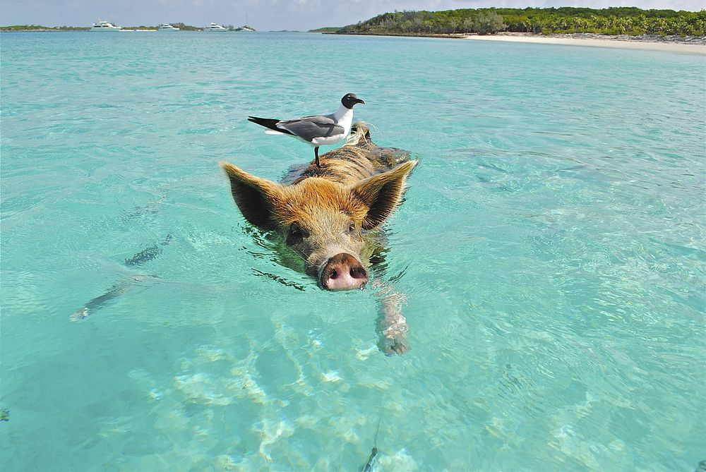 An image of a pig swimming in Exuma waters.