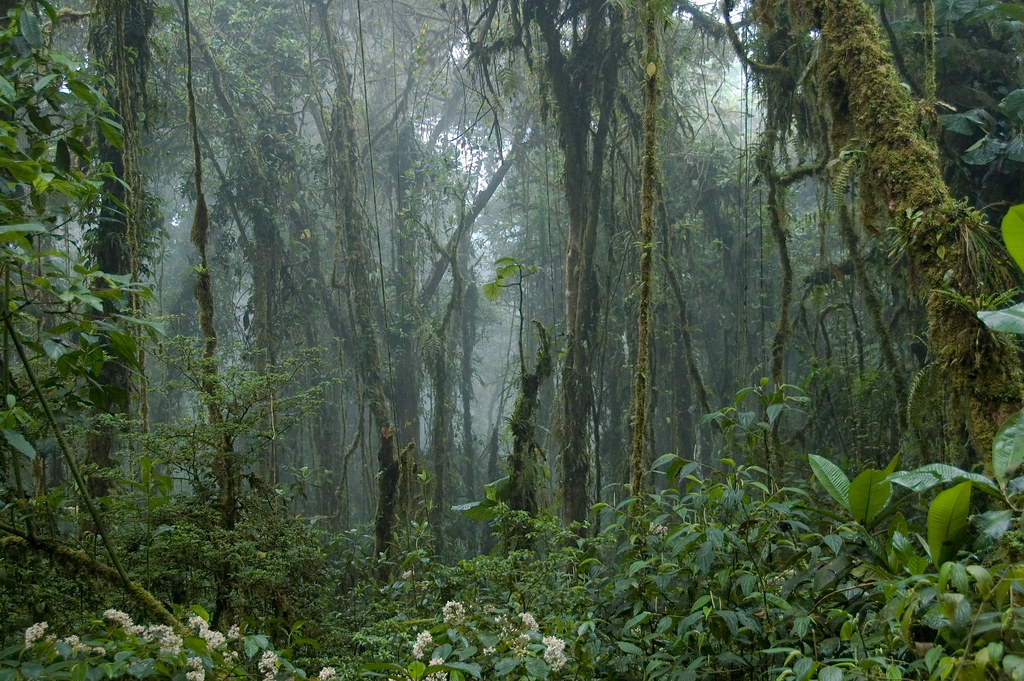An image of the Monteverde Cloud Forest in Costa Rica.