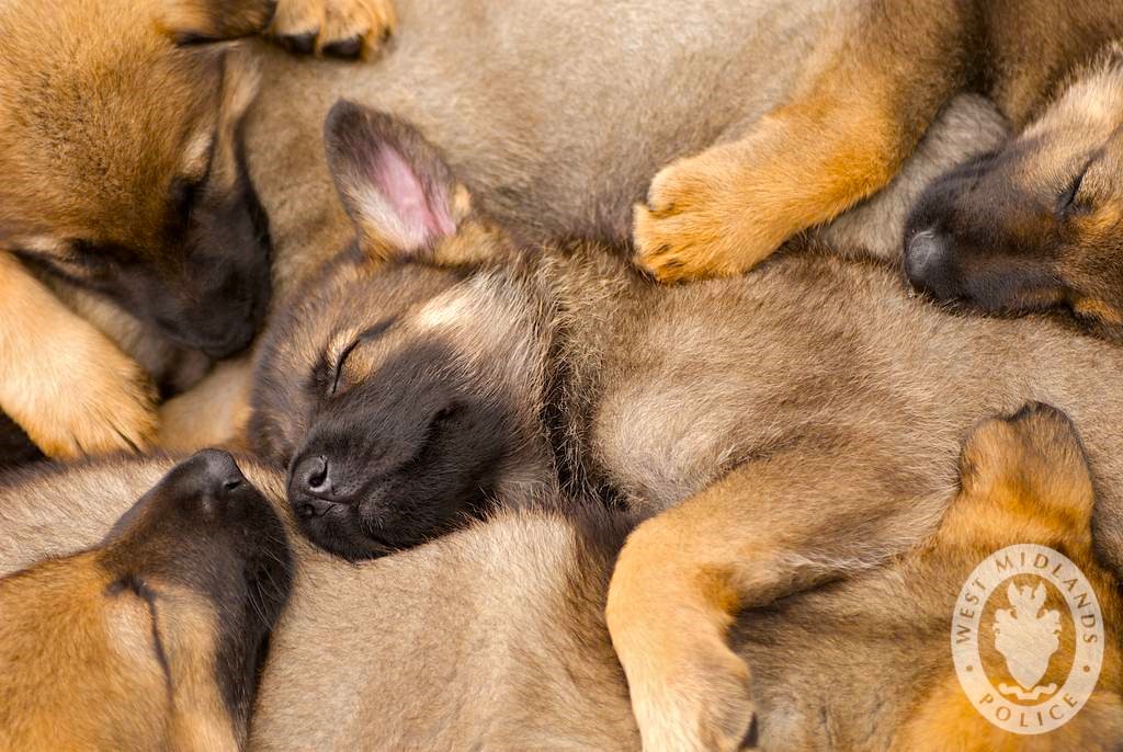Humans bred German shepherds for their ability to herd and protect livestock.